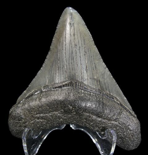 Juvenile Megalodon Tooth #63947